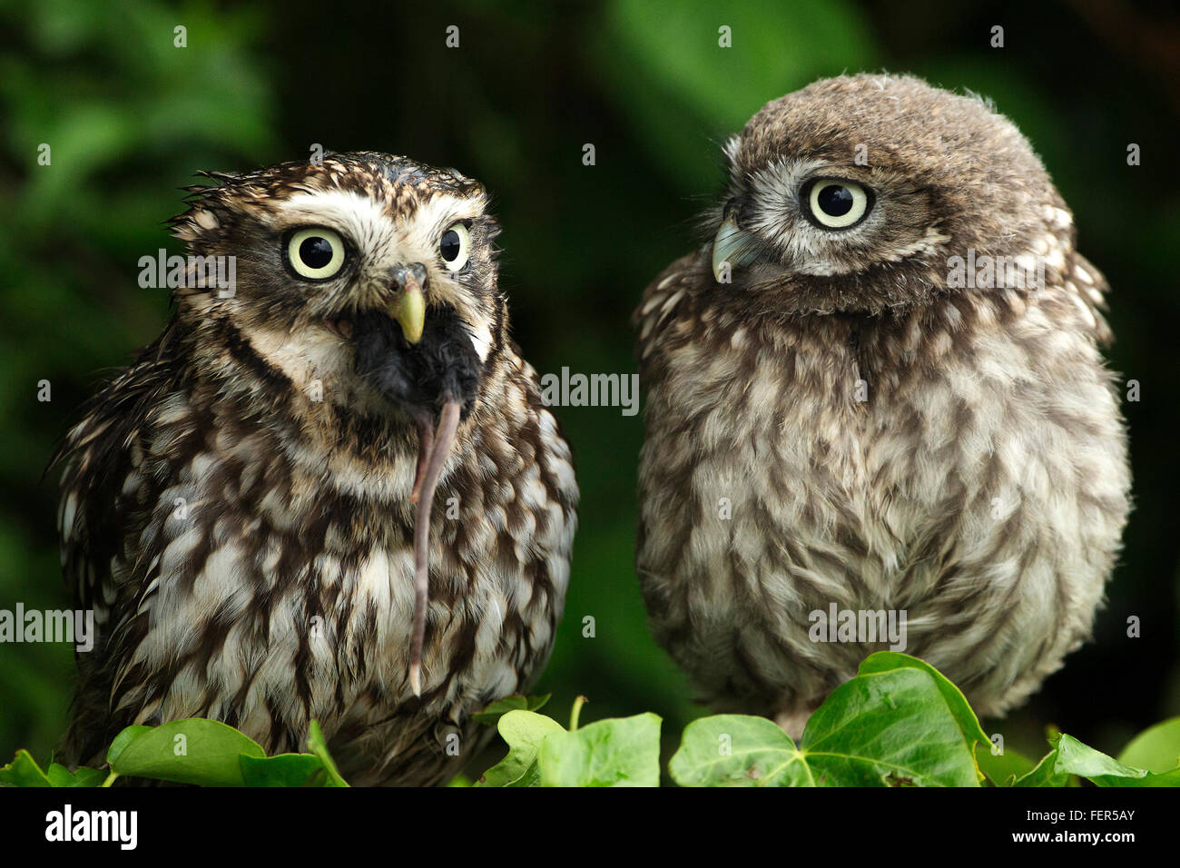Funny animal photograph of a little owl (Athene Noctua) watching another with a rodent stuffed in its mouth Stock Photo