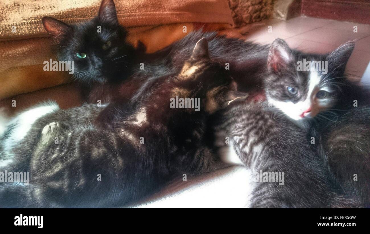 Domestic Cat Mother Nursing Three Kittens Stock Photo Alamy