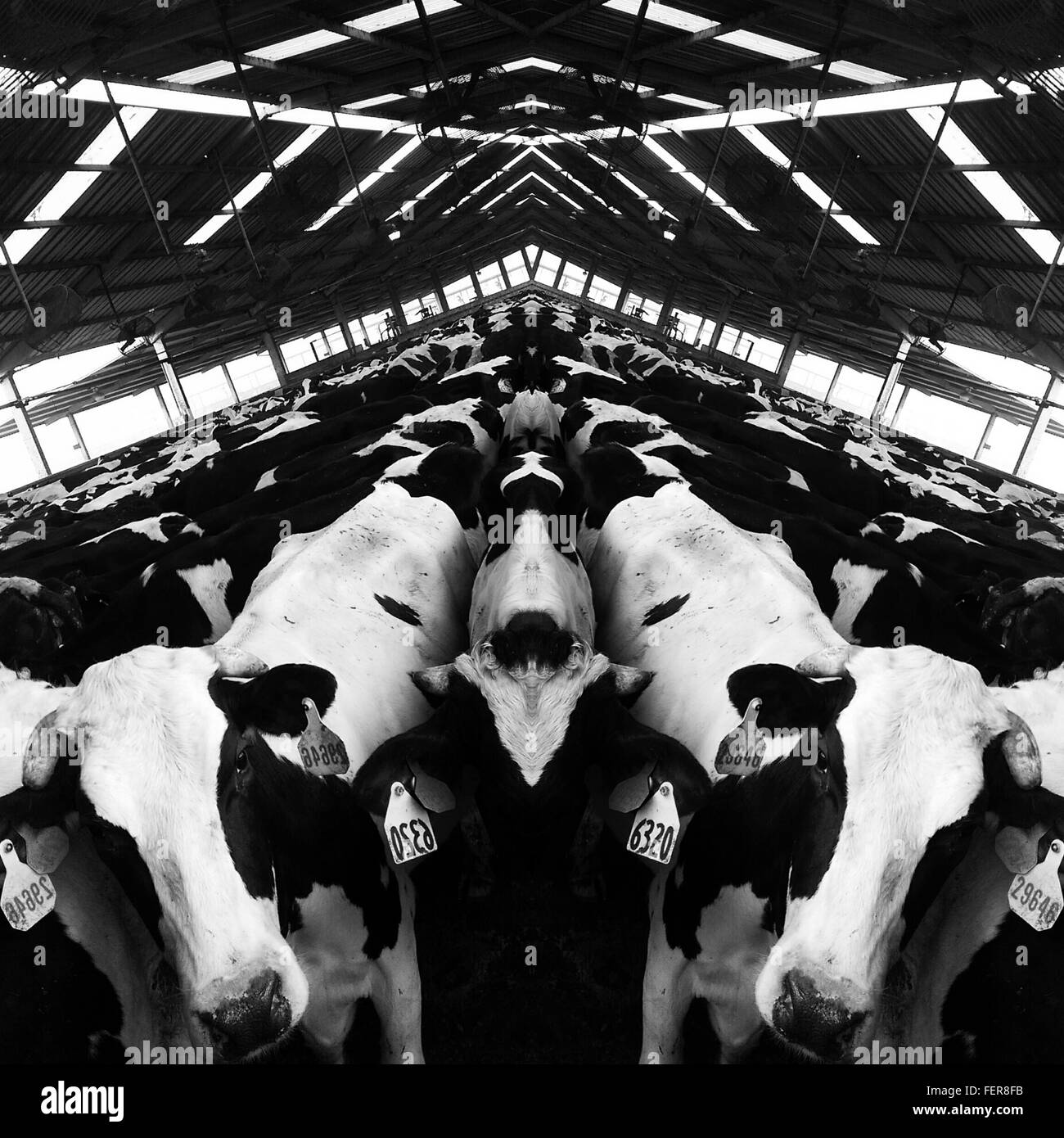 Large dairy cow Black and White Stock Photos & Images - Alamy