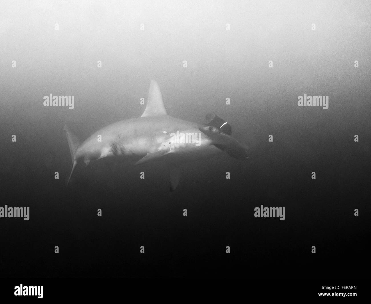 View Of Shark In Sea Stock Photo Alamy