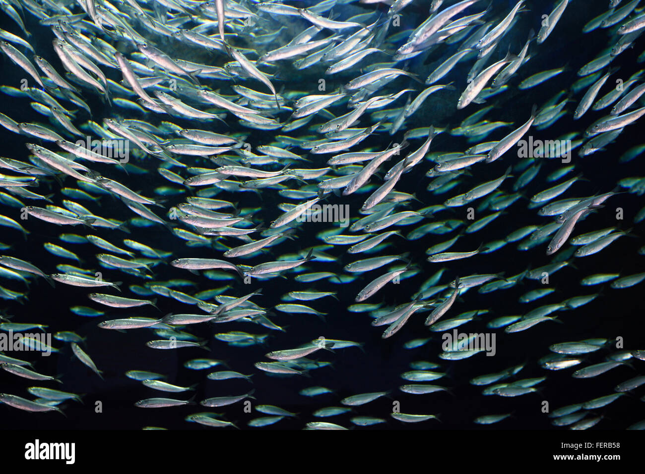 School of circling Alewives herring fish Ripleys Aquarium Toronto Stock Photo