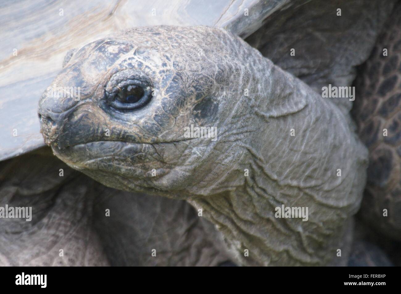 Close-Up Of Galapagos Giant Tortoise Stock Photo
