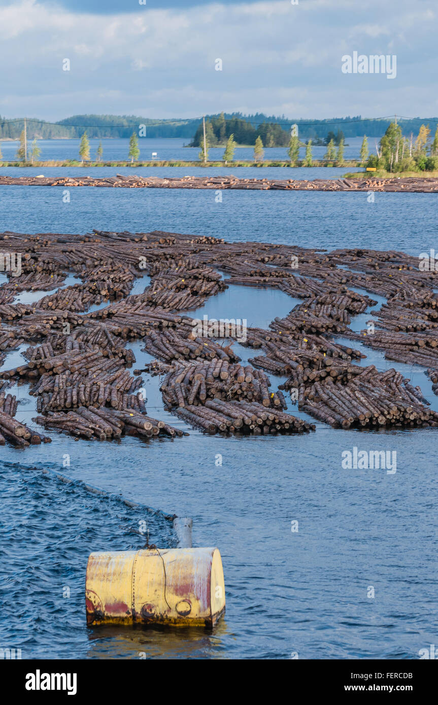 Logs Floating On Lake Stock Photo Alamy