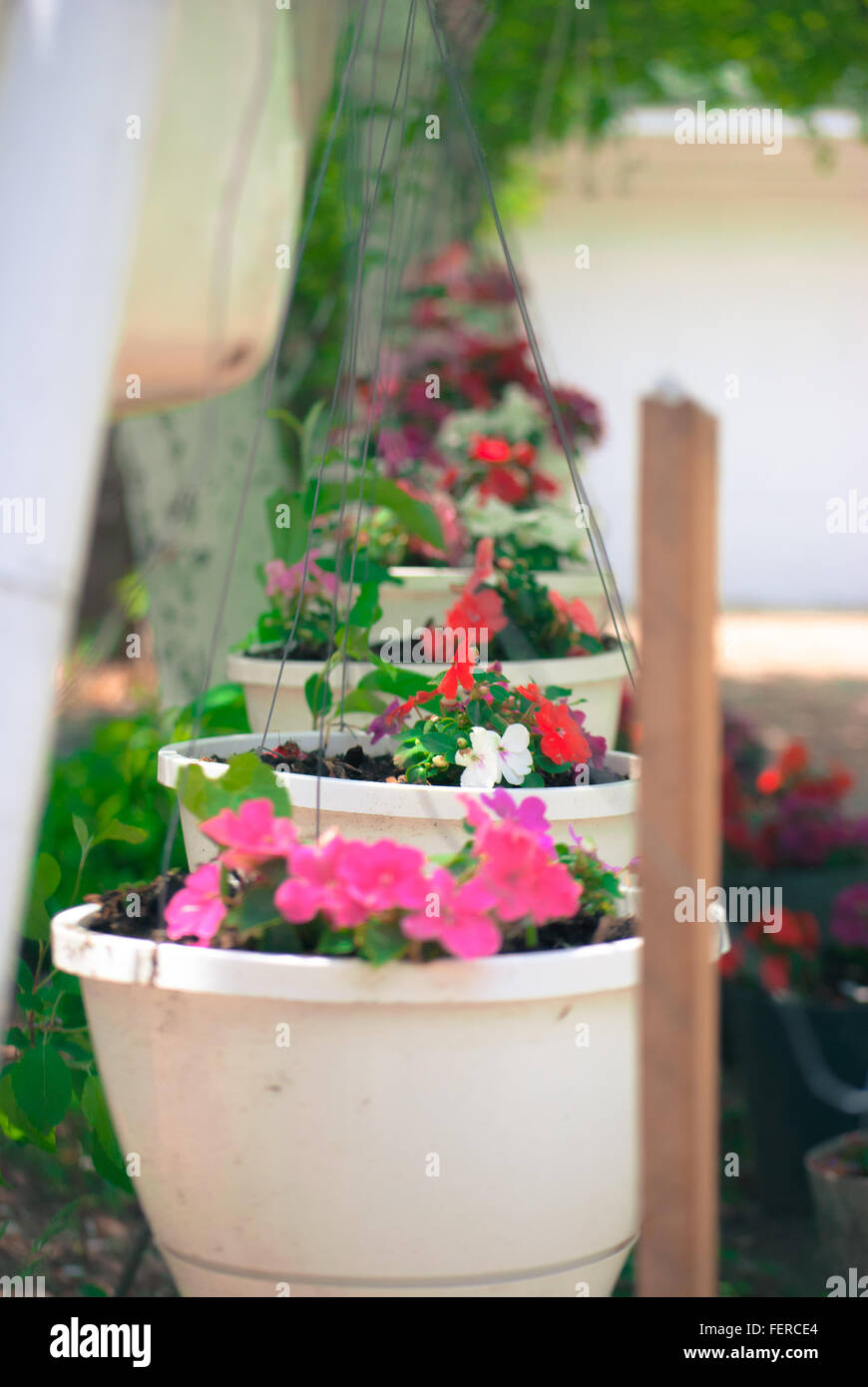 Flower Pots Hanging Outdoors Stock Photo
