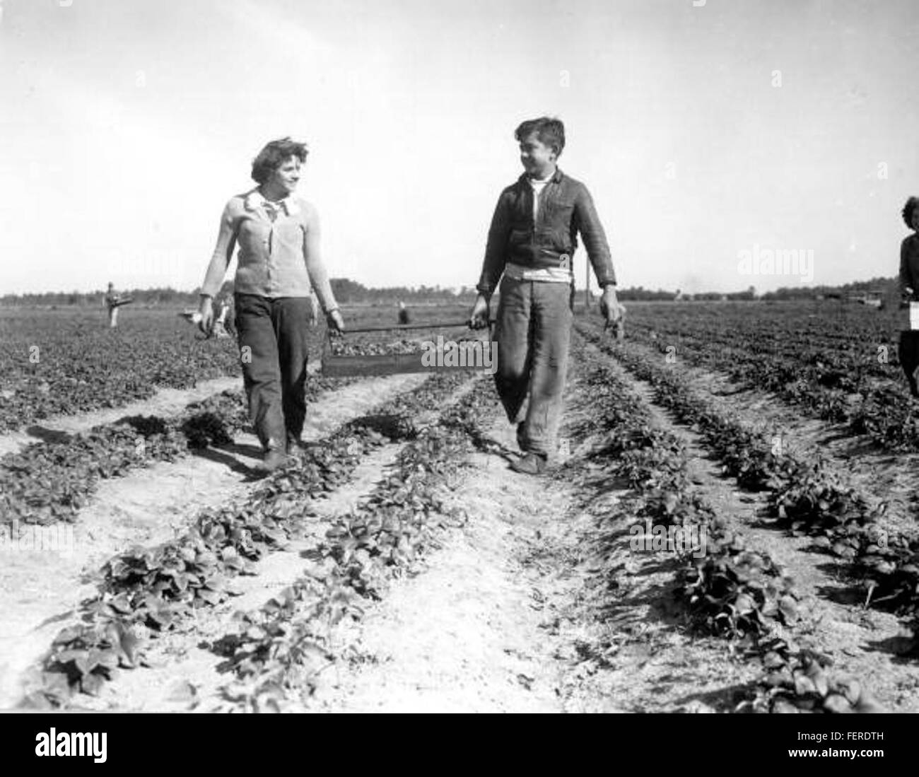 School children picking strawberries Plant City Stock Photo Alamy