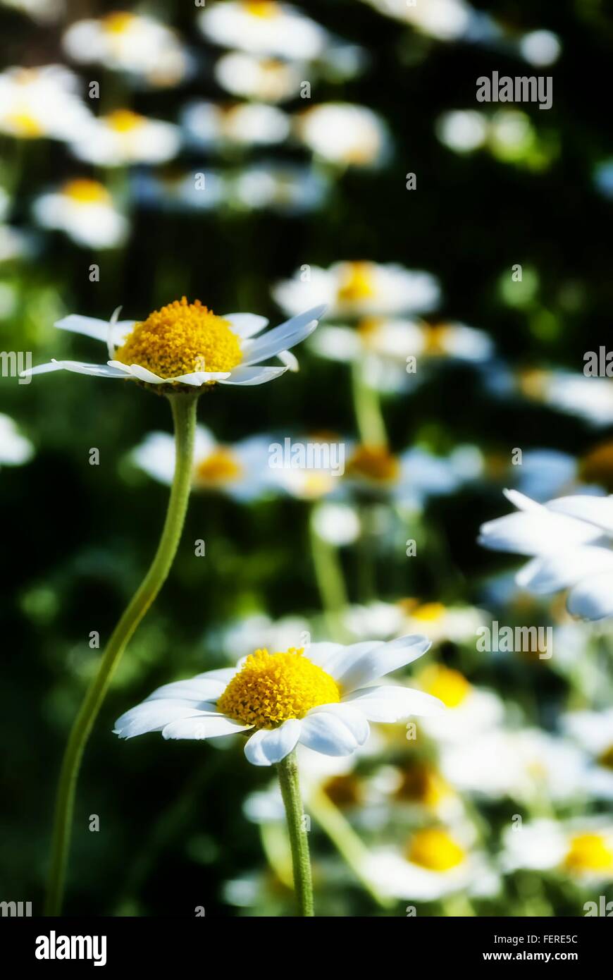Daisy Flowers On Field Stock Photo