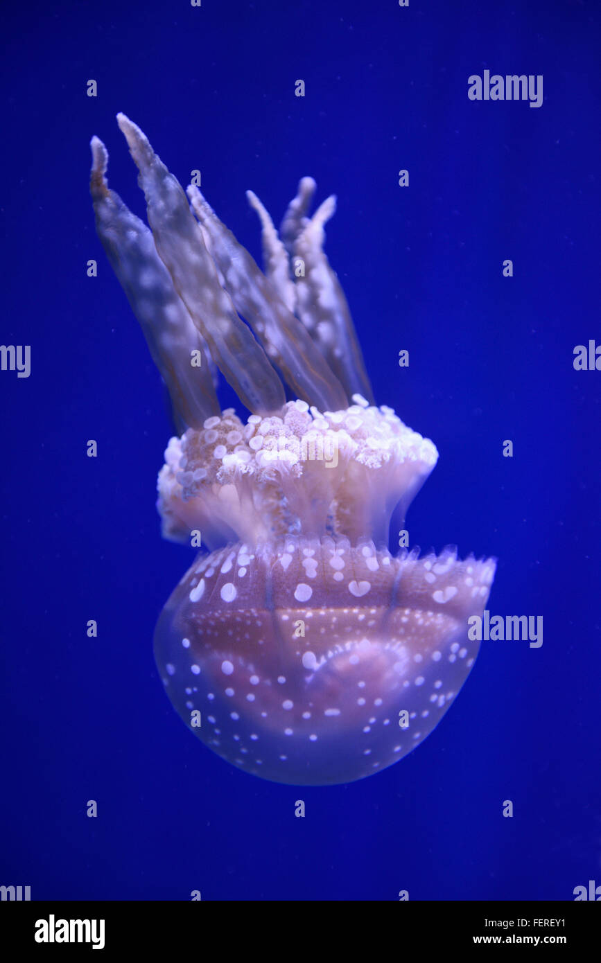 Spotted Jelly against a blue background in Ripleys Aquarium Toronto Stock Photo