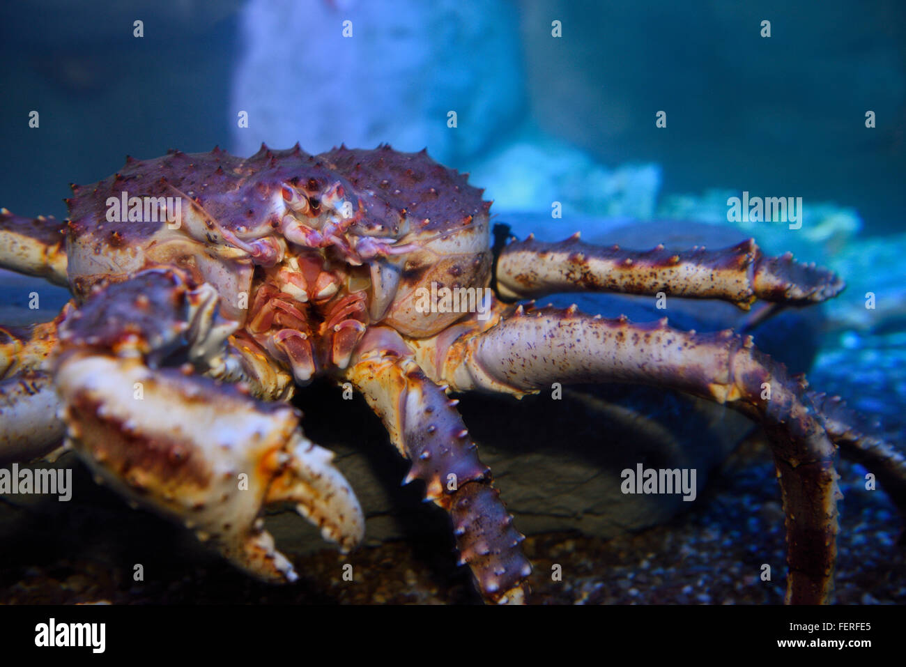 Mouth parts of a Red Alaskan King Crab in Ripleys Aquarium Toronto Stock Photo