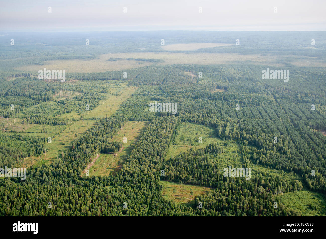 Clearcut patchwork and fragmentation in Latvian forests Stock Photo