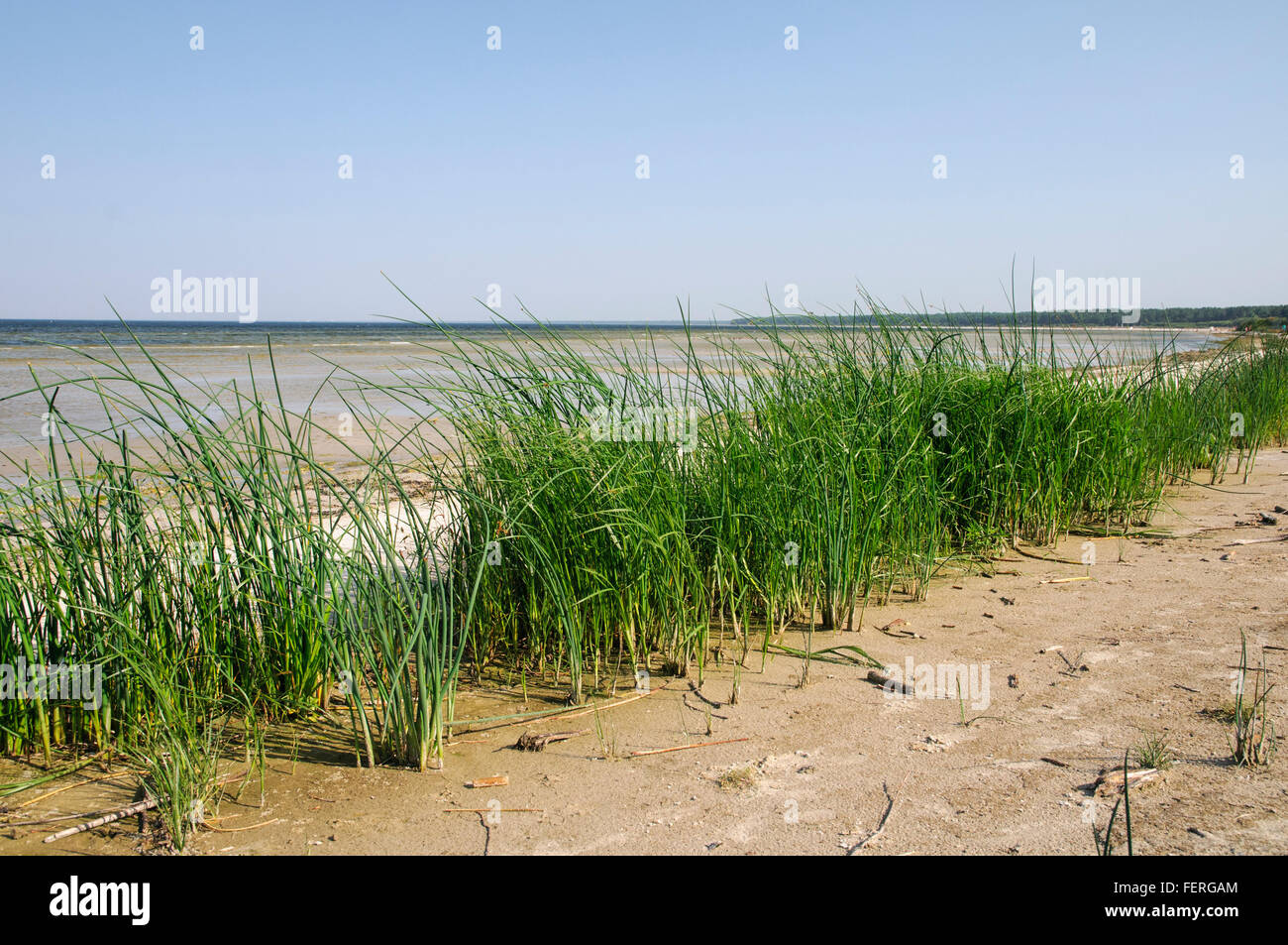 Protected habitat type Baltic sandy beach with perennial vegetation Stock Photo