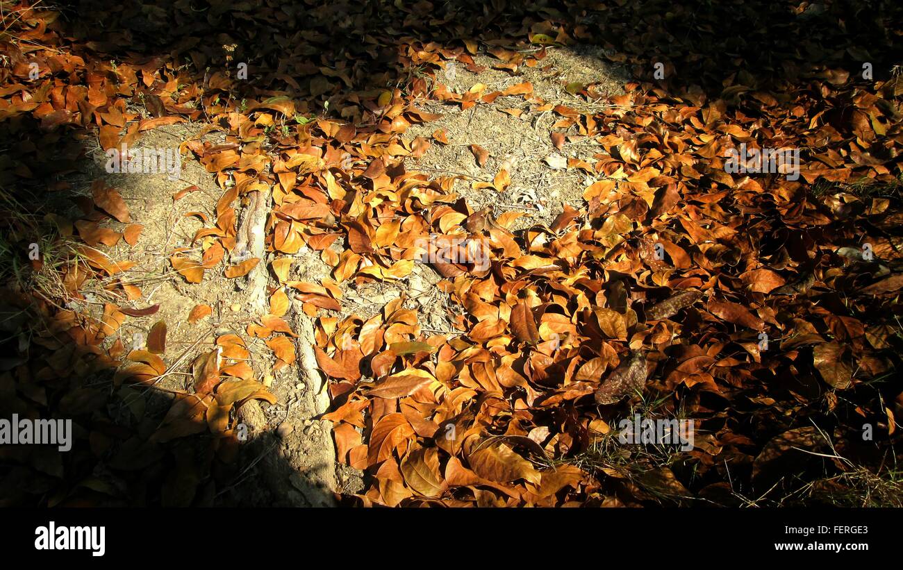 High Angle View Of Dry Leaves On Ground Stock Photo
