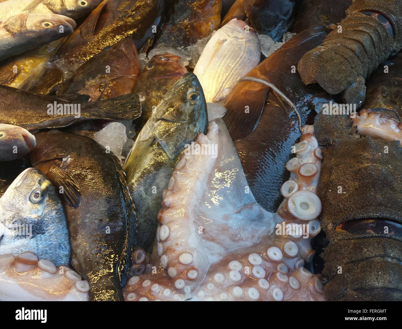 Large fish caught hi-res stock photography and images - Alamy
