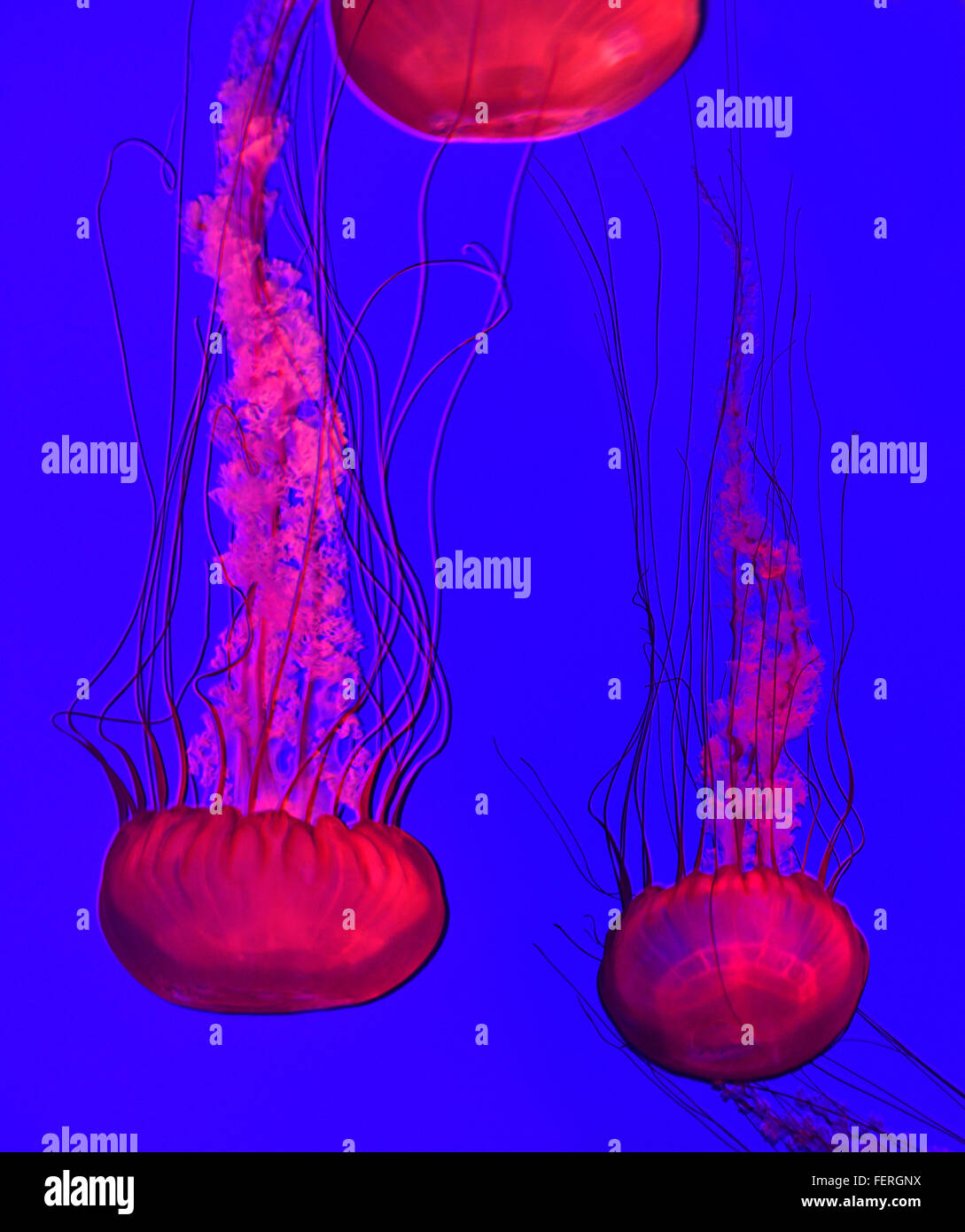 Pacific sea nettles in red light with long stinging tentacles swimming in Ripleys aquarium Toronto Stock Photo