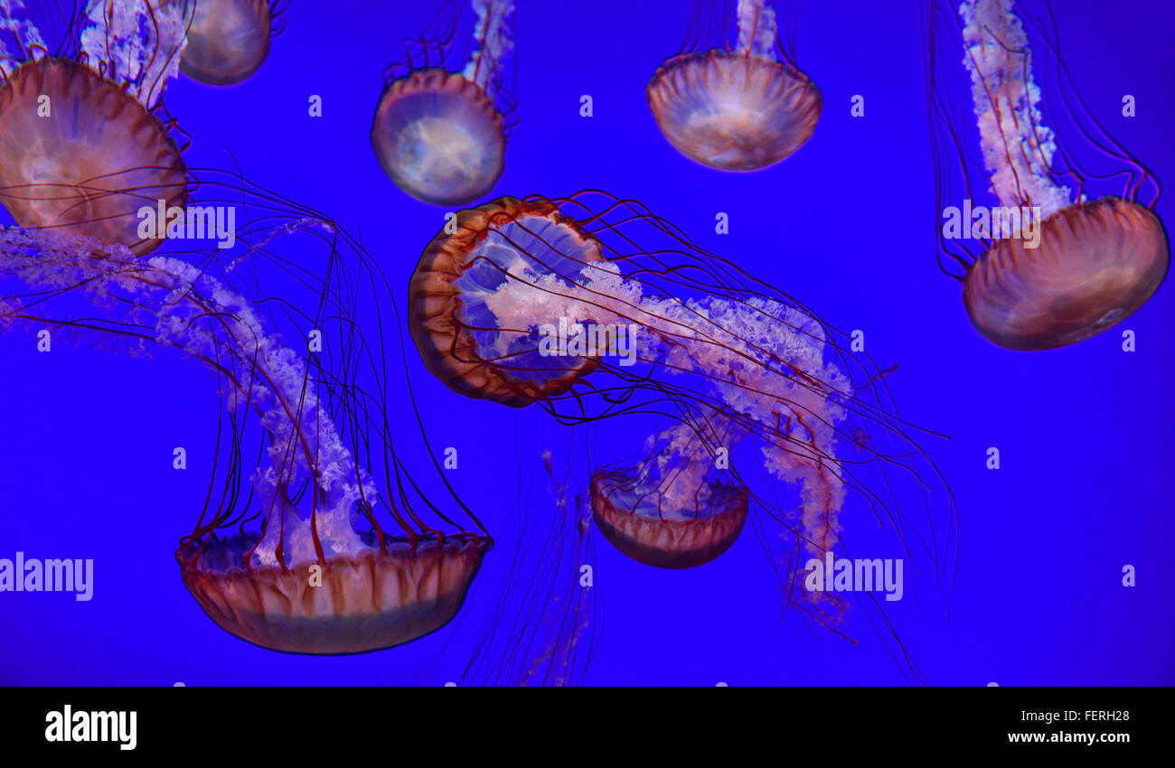 Pacific sea nettles with long stinging tentacles swimming in Ripleys Aquarium Toronto Stock Photo