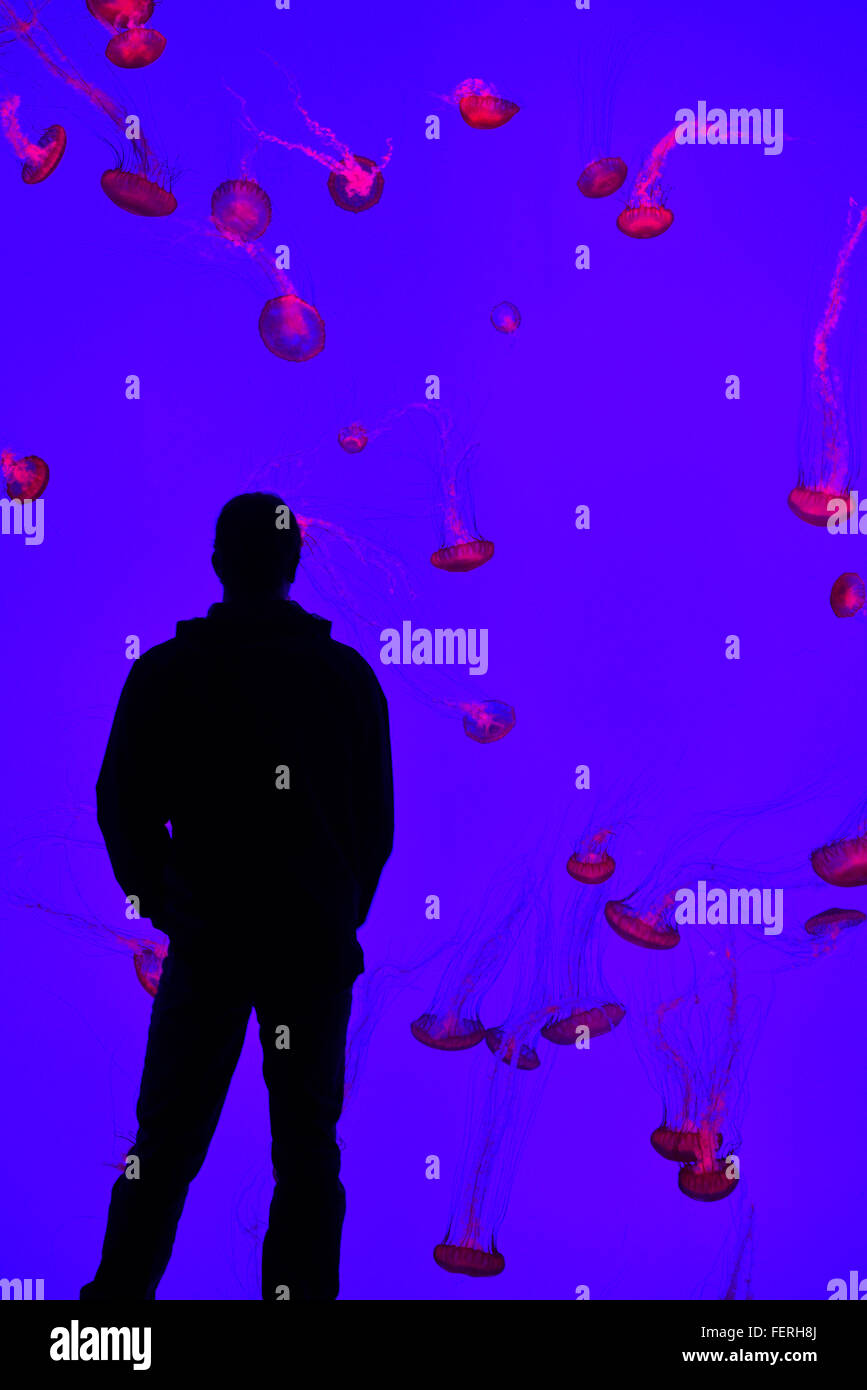 Man looking at a wall of Pacific Sea Nettles in red light swimming in Ripleys Aquarium Toronto Stock Photo