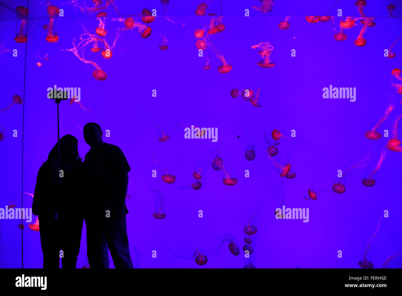Couple taking a selfie against a wall of Pacific Sea Nettles in red light swimming in Ripleys Aquarium Toronto Stock Photo