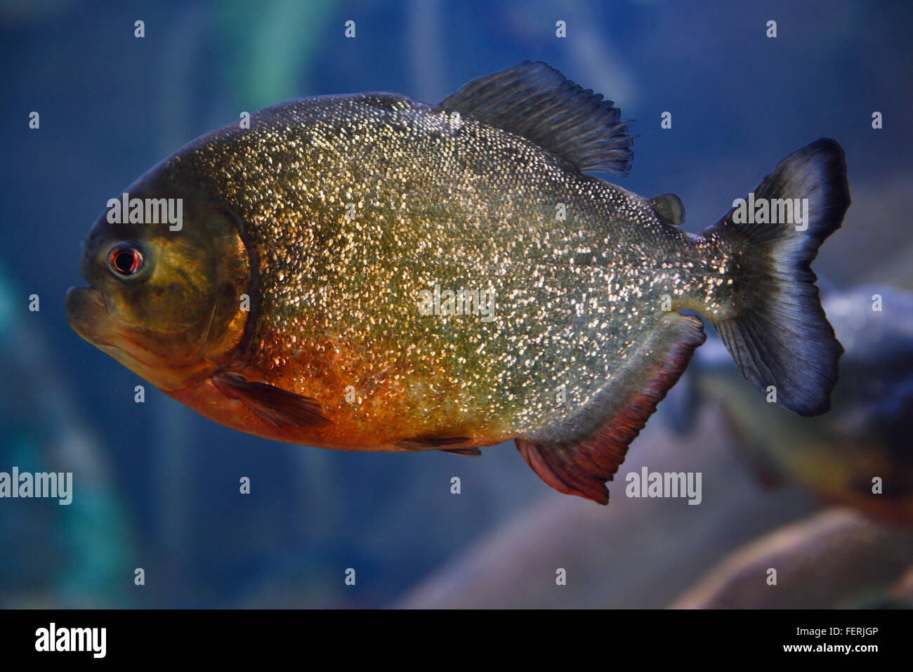 Single adult Red Bellied Piranha scavenger freshwater fish with blue background Ripleys Aquarium Toronto Stock Photo