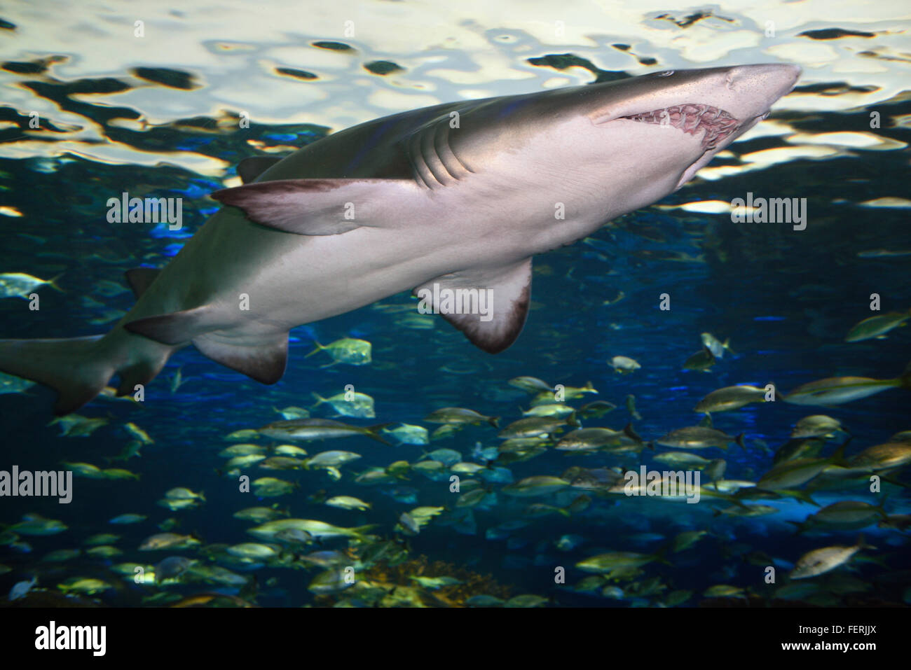 Underside of a Sand Tiger Shark with schools of fish Ripleys Aquarium Toronto Stock Photo