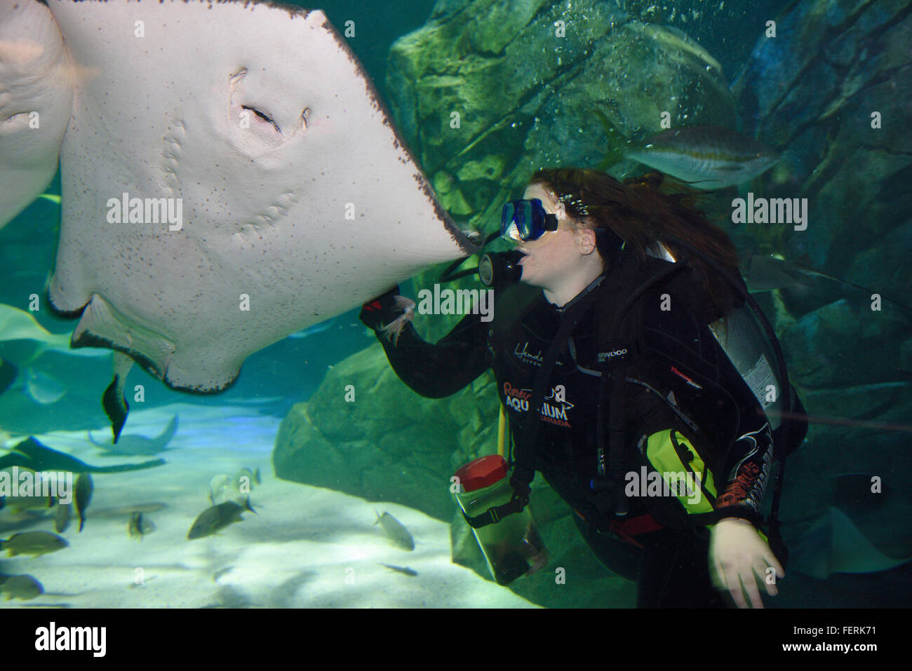 SCUBA diver feeding squid to a Southern Stingray at Ripley's Aquarium Toronto Stock Photo