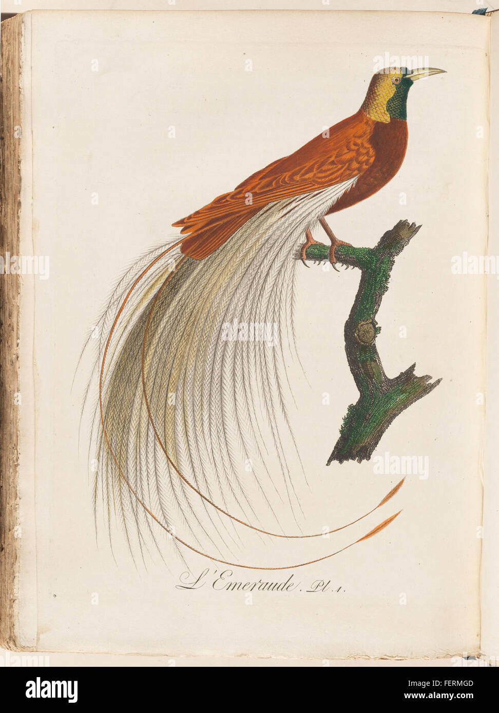 L'Emiraude from  L'Histoire des grimpereaux et des oiseaux de paradis. L'Emiraude from  L'Histoire des grimpereaux et des oiseaux de Stock Photo