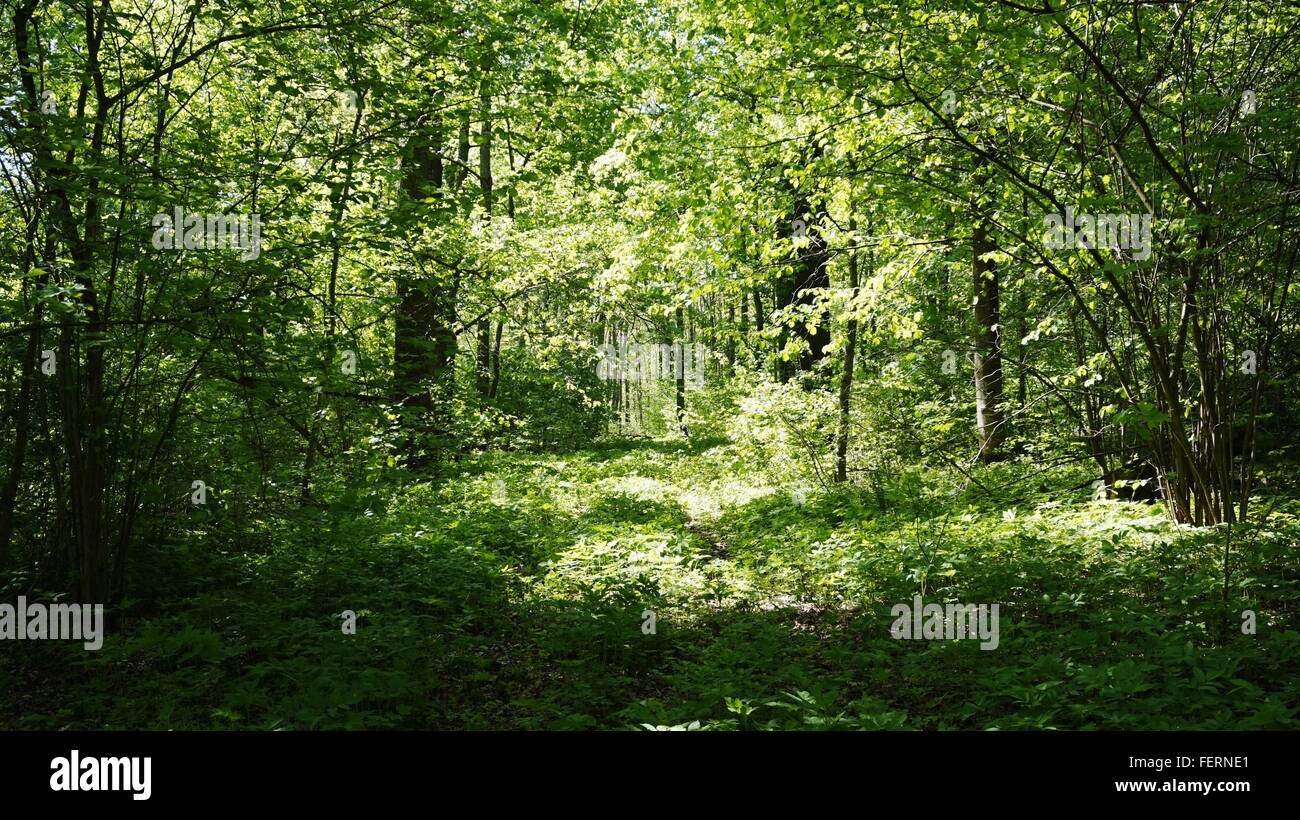 Lush green forest sunlight hi-res stock photography and images - Alamy
