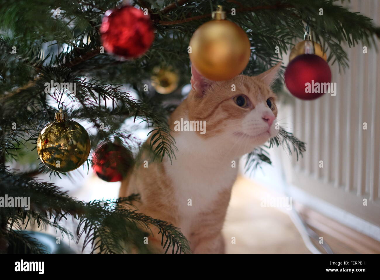 Cat Under Christmas Tree High Resolution Stock Photography and Images