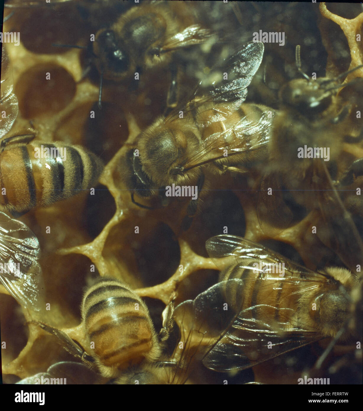 This image highlights the importance of bees in ecosystems, focusing on ...