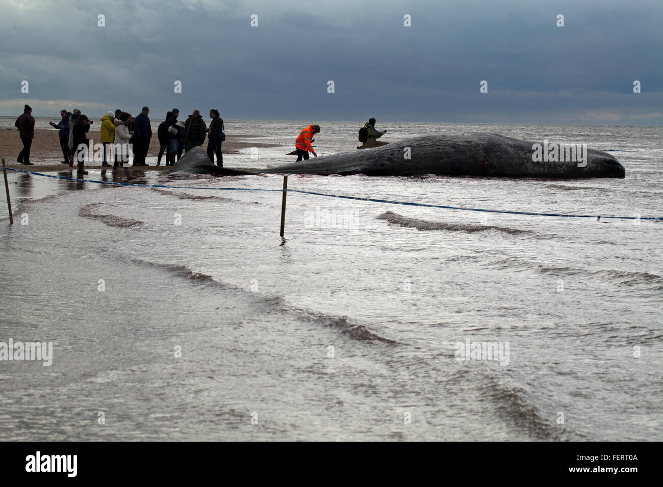 Sperm Whale (Physeter macrocephalus) . Body of a 14 meter long beached animal, Hunstanton, north Norfolk, UK. 5th February 2016. Stock Photo