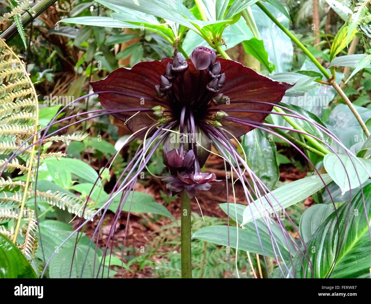 Bat Plant High Resolution Stock Photography and Images - Alamy