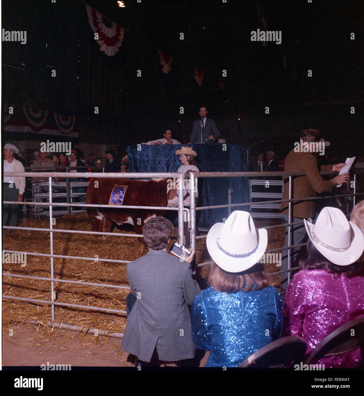 Austin Livestock Show Winners cattle, Livestock Stock Photo Alamy