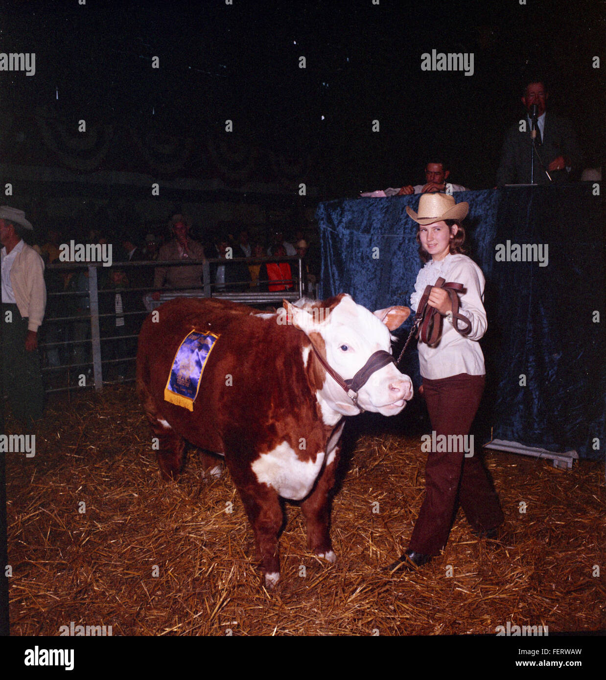 Austin Livestock Show Winners cattle, Livestock Stock Photo Alamy