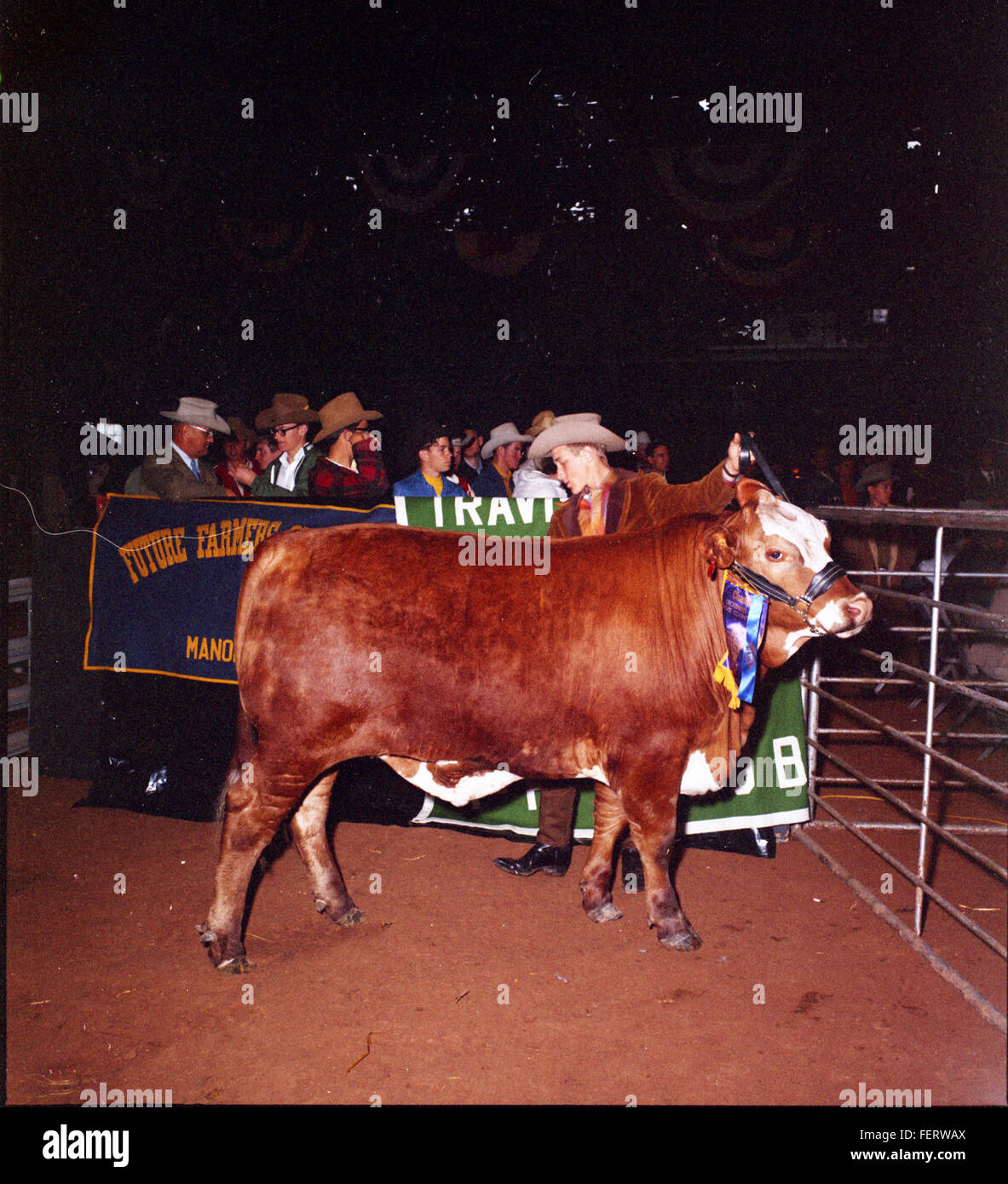 Austin Livestock Show Winners cattle, Livestock Stock Photo Alamy