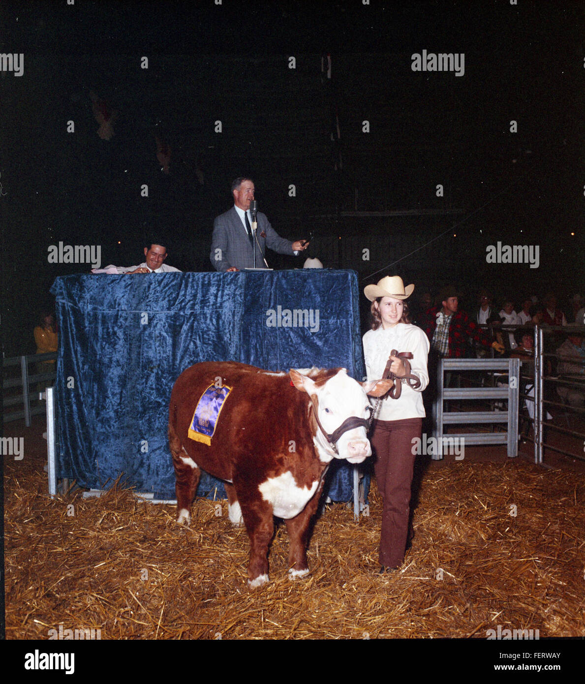 Austin Livestock Show Winners cattle, Livestock Stock Photo Alamy
