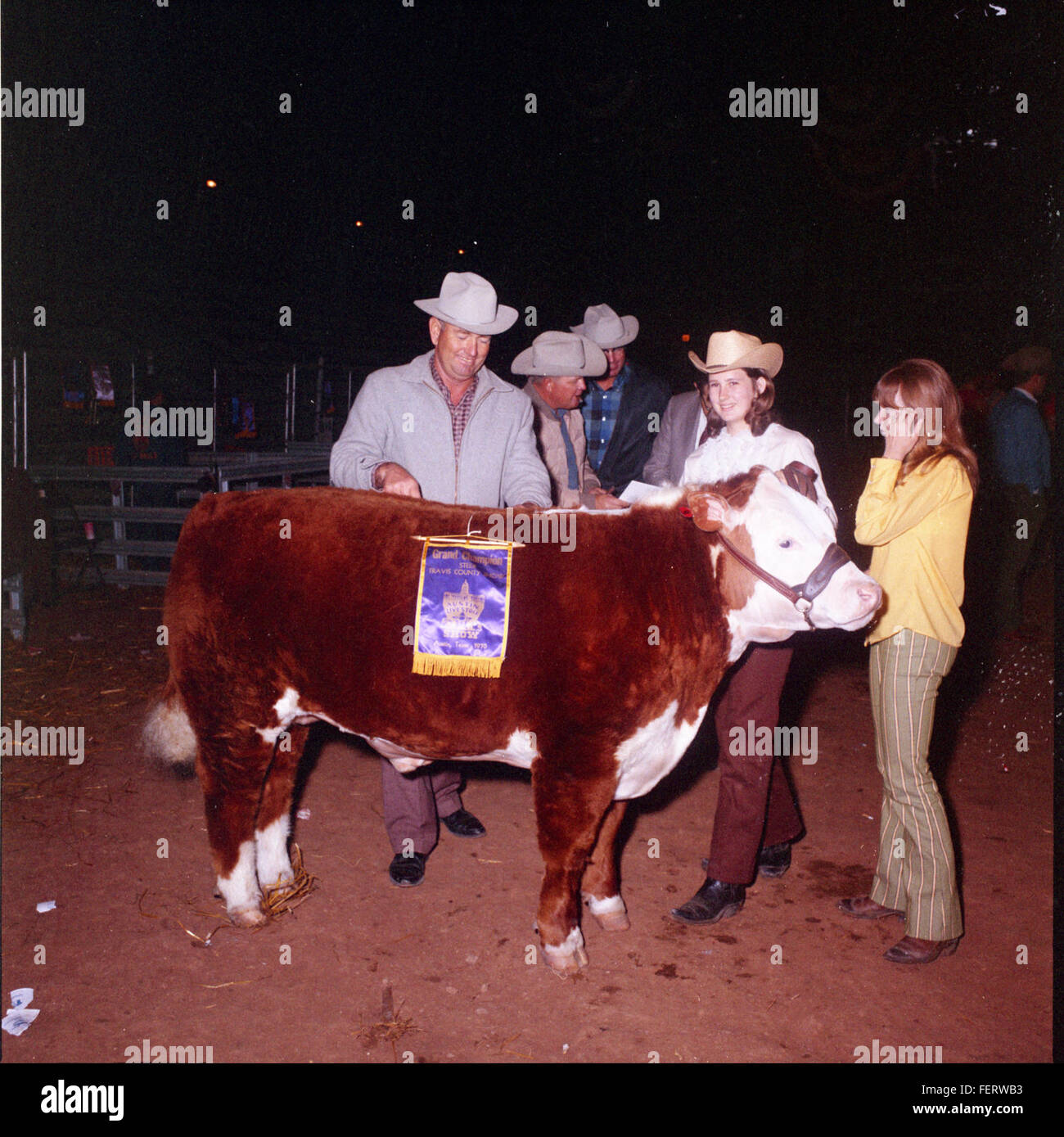 Austin Livestock Show - Winners cattle, Livestock Stock Photo