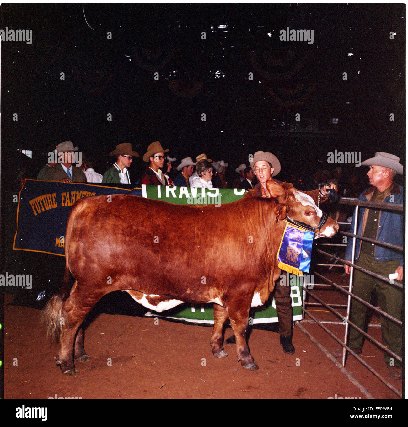 Austin Livestock Show Winners cattle, Livestock Stock Photo Alamy