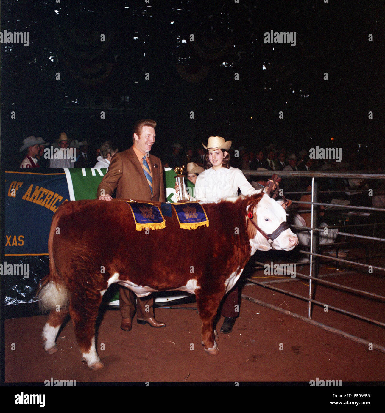Austin Livestock Show Winners cattle, Livestock Stock Photo Alamy