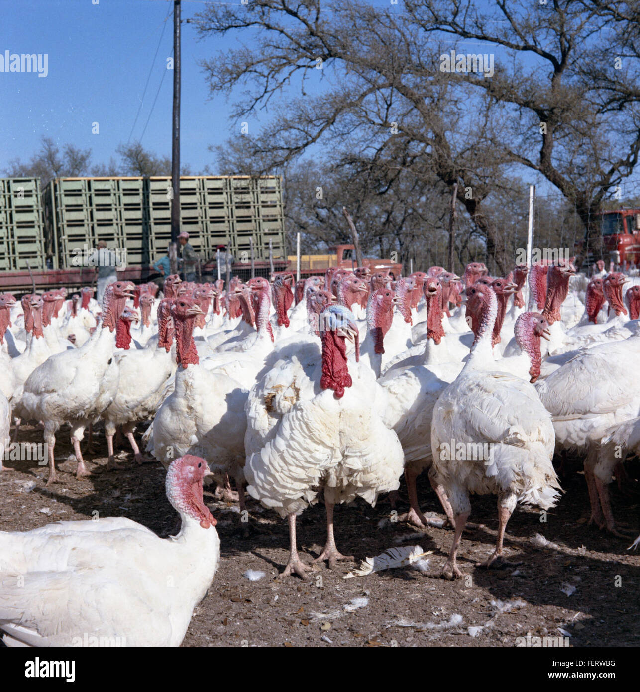 Turkeys in Pens Stock Photo
