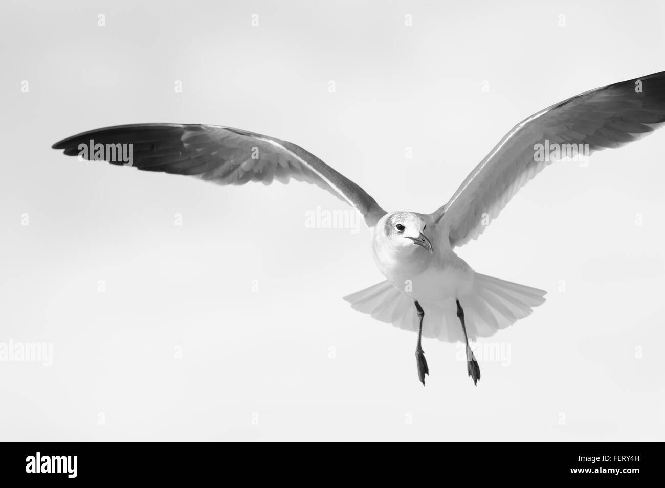 Bird flying is is a white bird spreading its wings in flight while fanning its tail against a soft blue and white cloud filled s Stock Photo