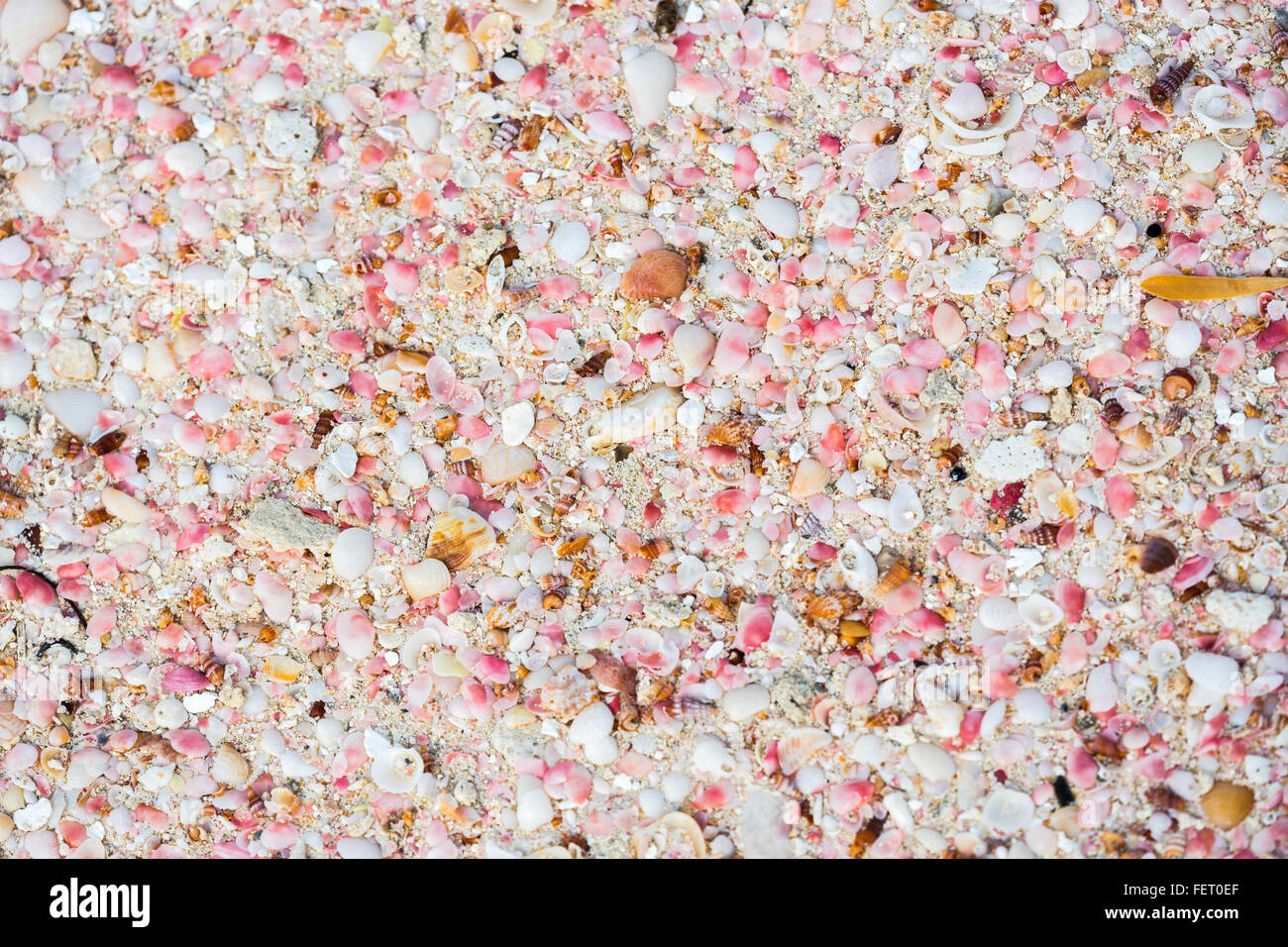 Shells forming pink sand on a beach in the south of Barbuda, Antigua ...