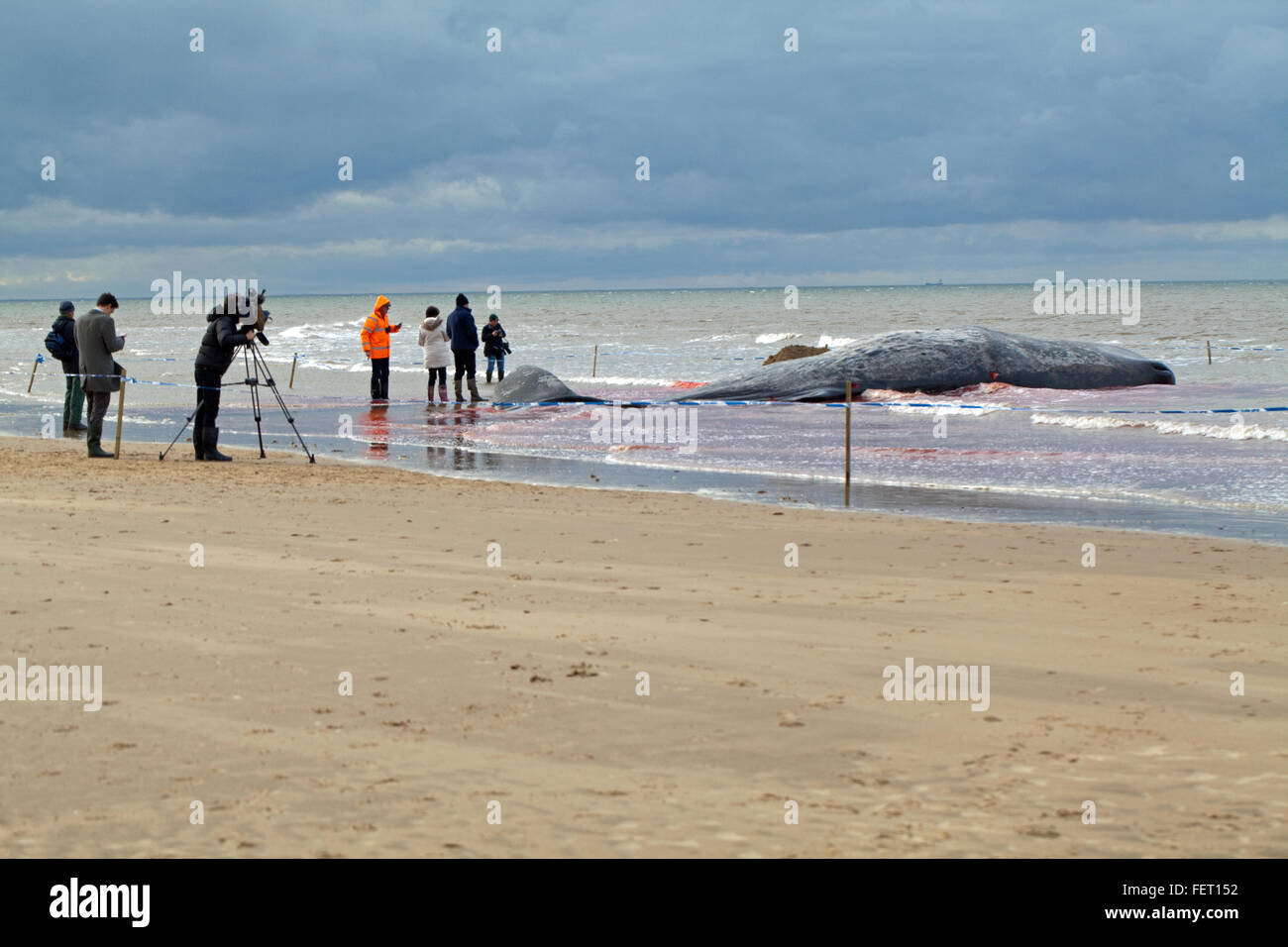Sperm Whale (Physeter macrocephalus) . Body of a 14 metre long beached animal, Hunstanton, north Norfolk, UK. 5th February 2016. Stock Photo