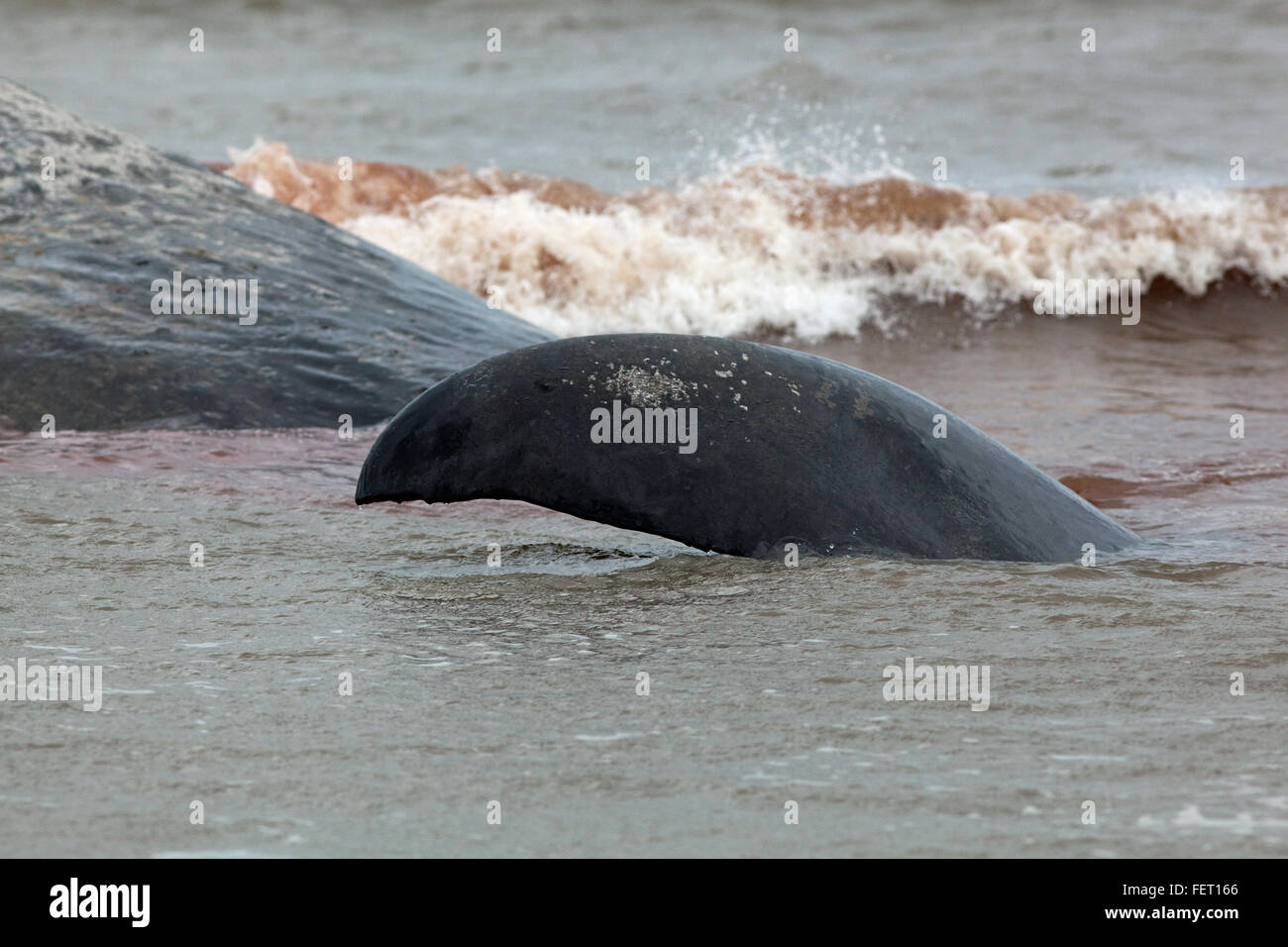 Sperm Whale (Physeter macrocephalus) . Tail fluke end of a 14 metre long beached animal, Hunstanton, north Norfolk, UK. 2016 Stock Photo