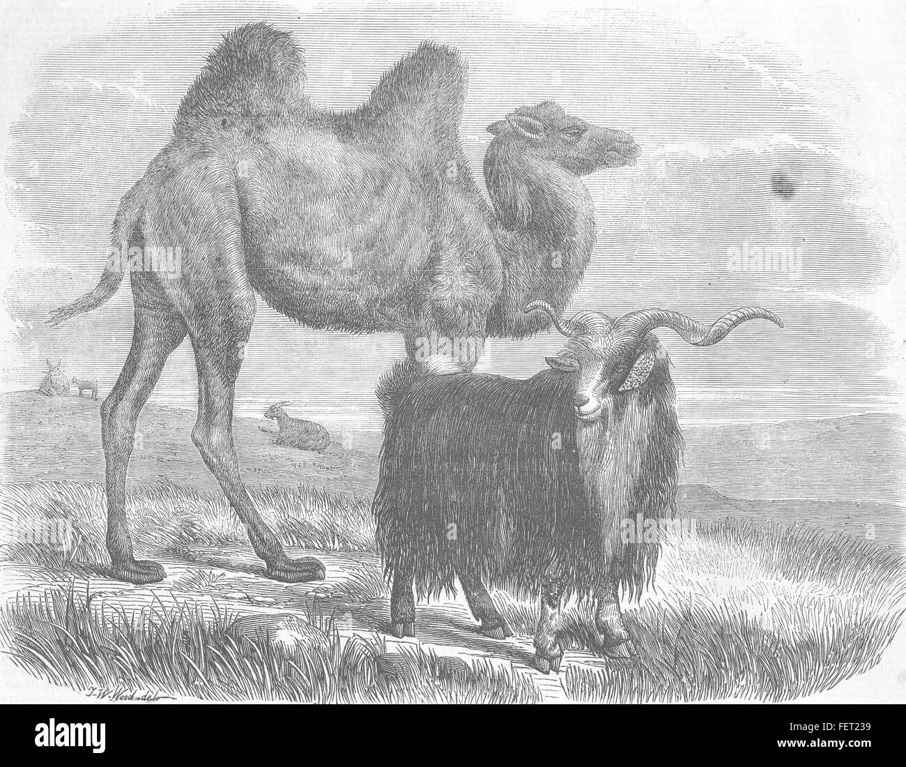 CAMELS The Sappers Camel & Goat, London zoo 1857. Illustrated London News Stock Photo