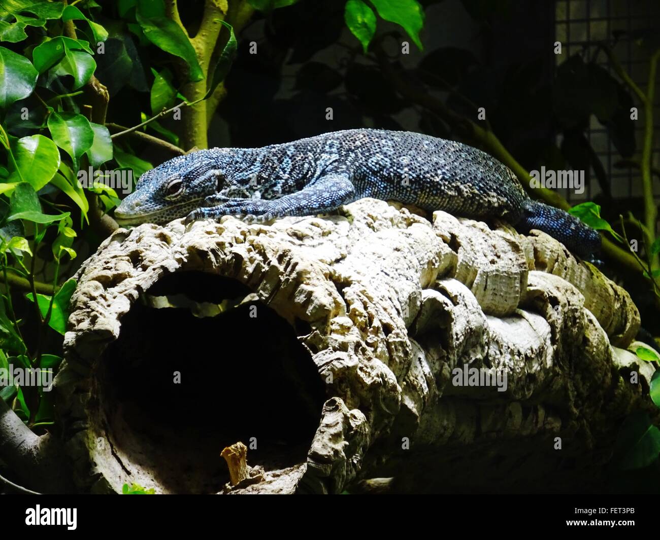 Blue Lizard On Wood In Zurich Zoologischer Garten Stock Photo