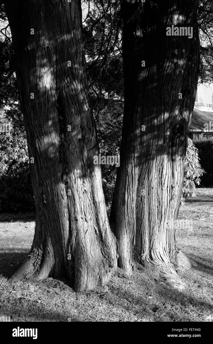 Two trees growing together hires stock photography and images Alamy