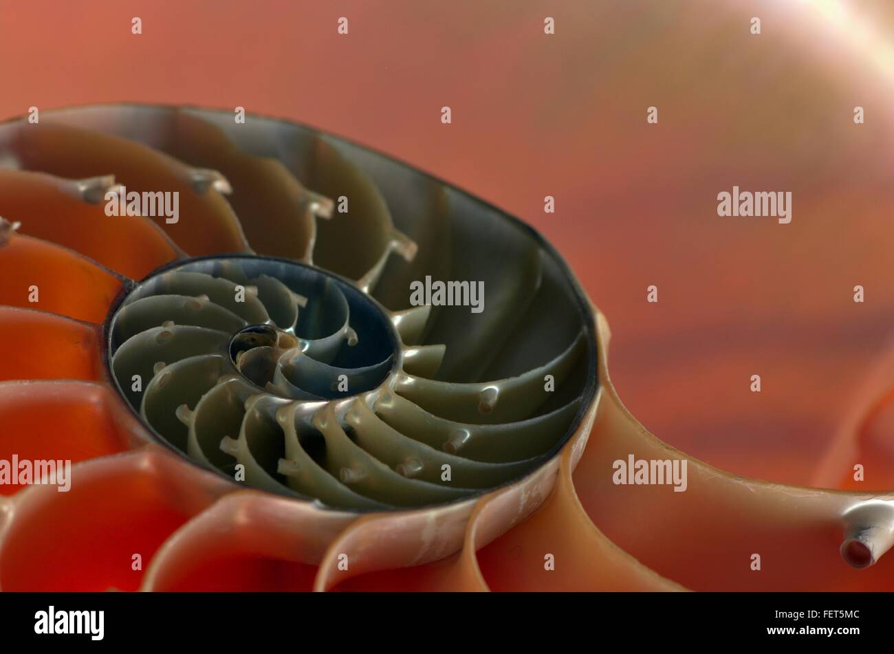 Nautilus shell High Resolution Stock Photography and Images - Alamy