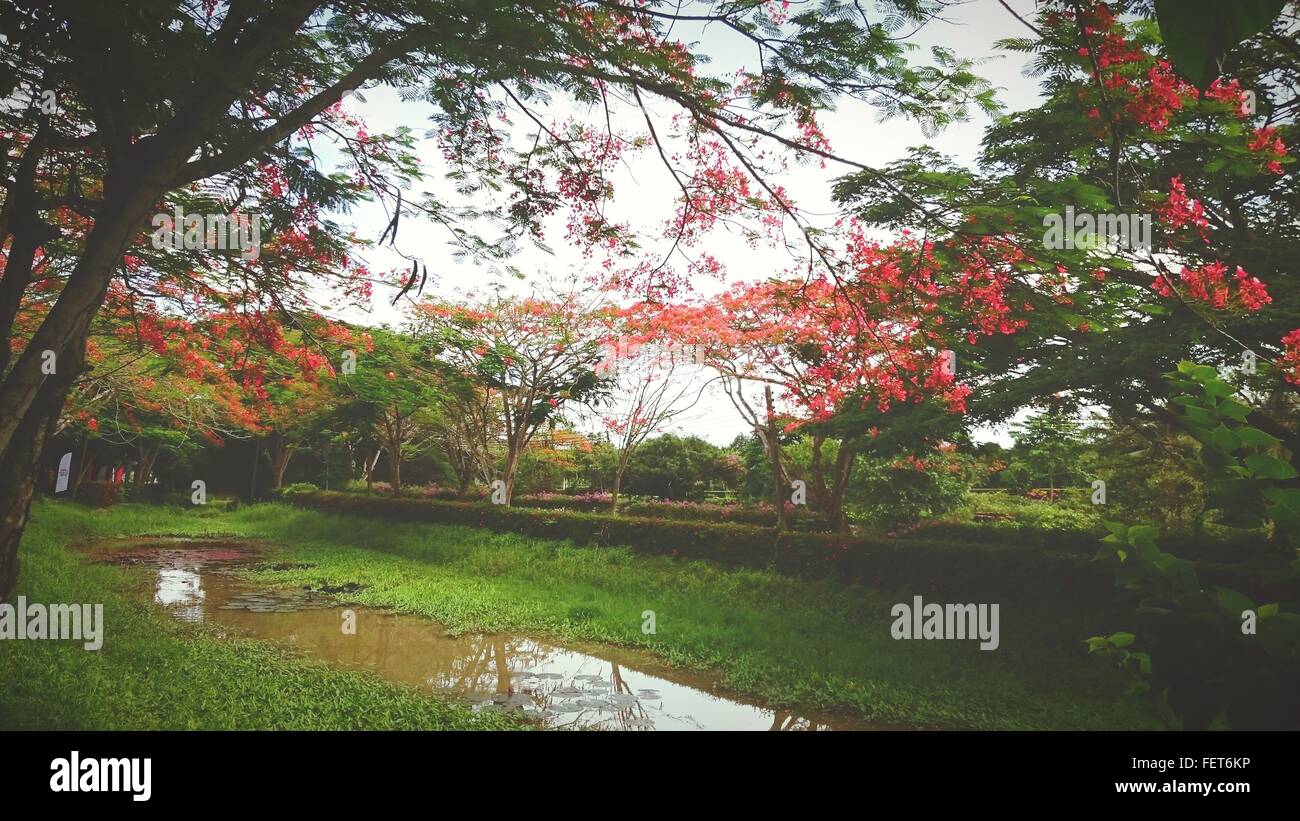 Flowers Blooming On Trees By Canal In Park Stock Photo Alamy