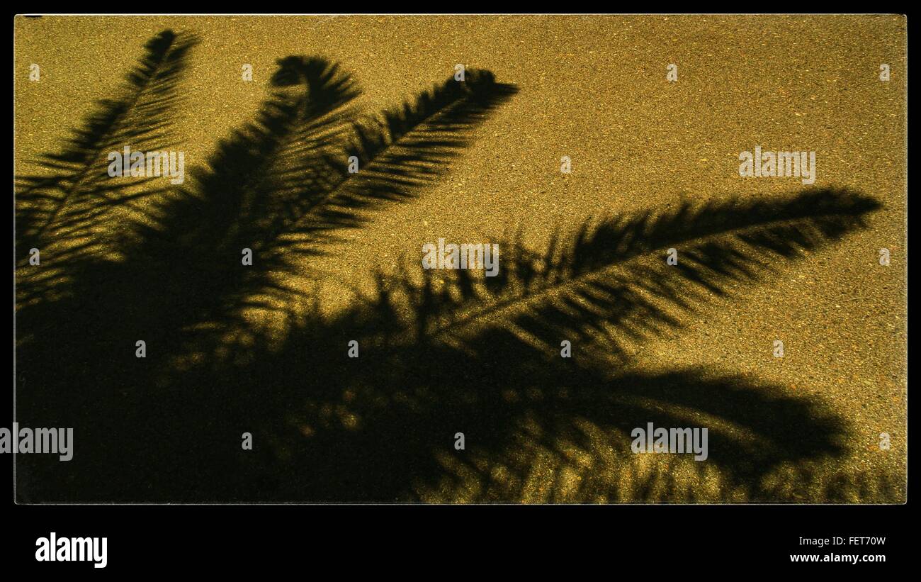 High Angle View Of Palm Tree Shadow On Sand In Beach Stock Photo - Alamy