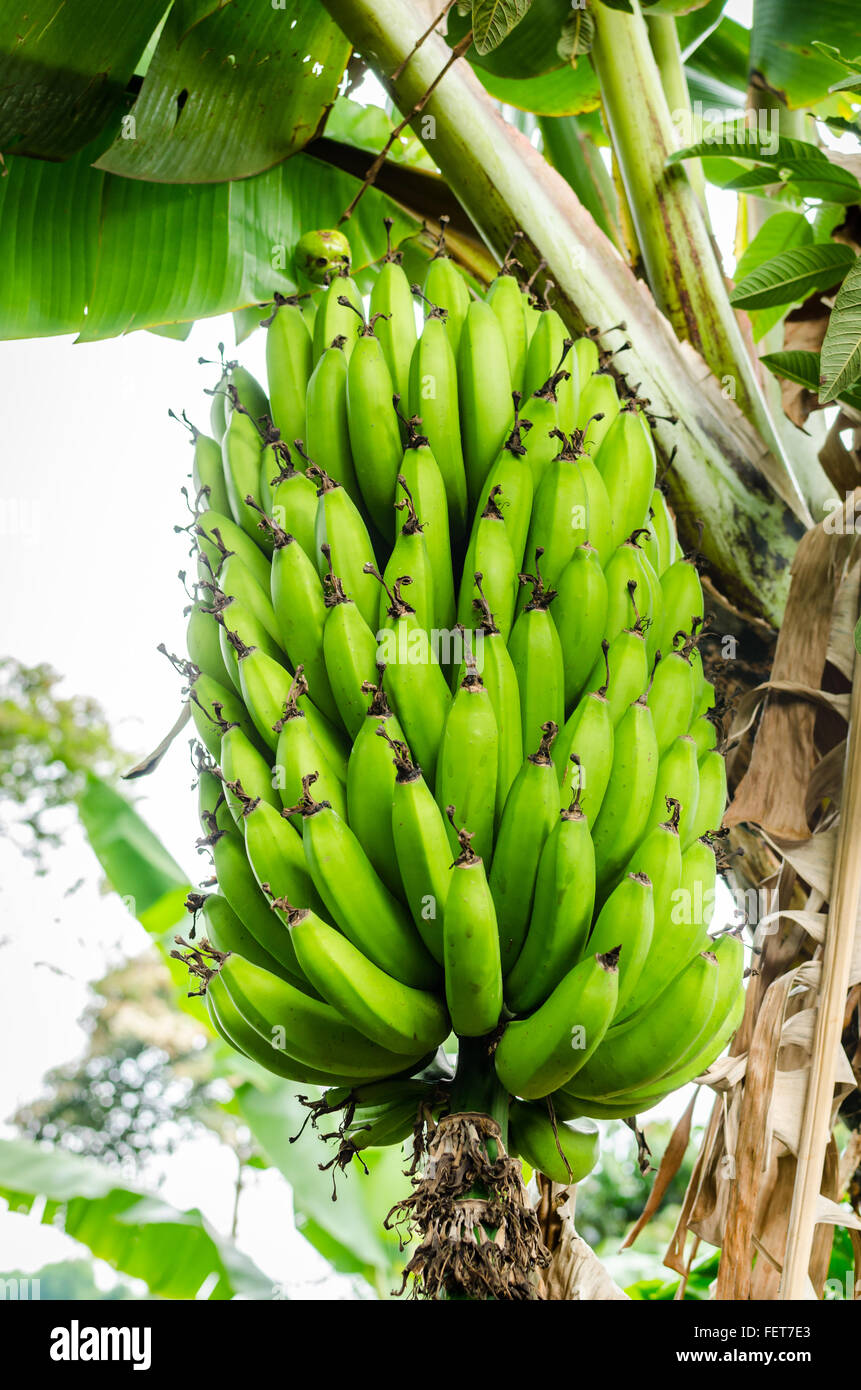 Bananas growing on a coffee farm (or finca) near Salento in the Zona Cafetera region of Quindio