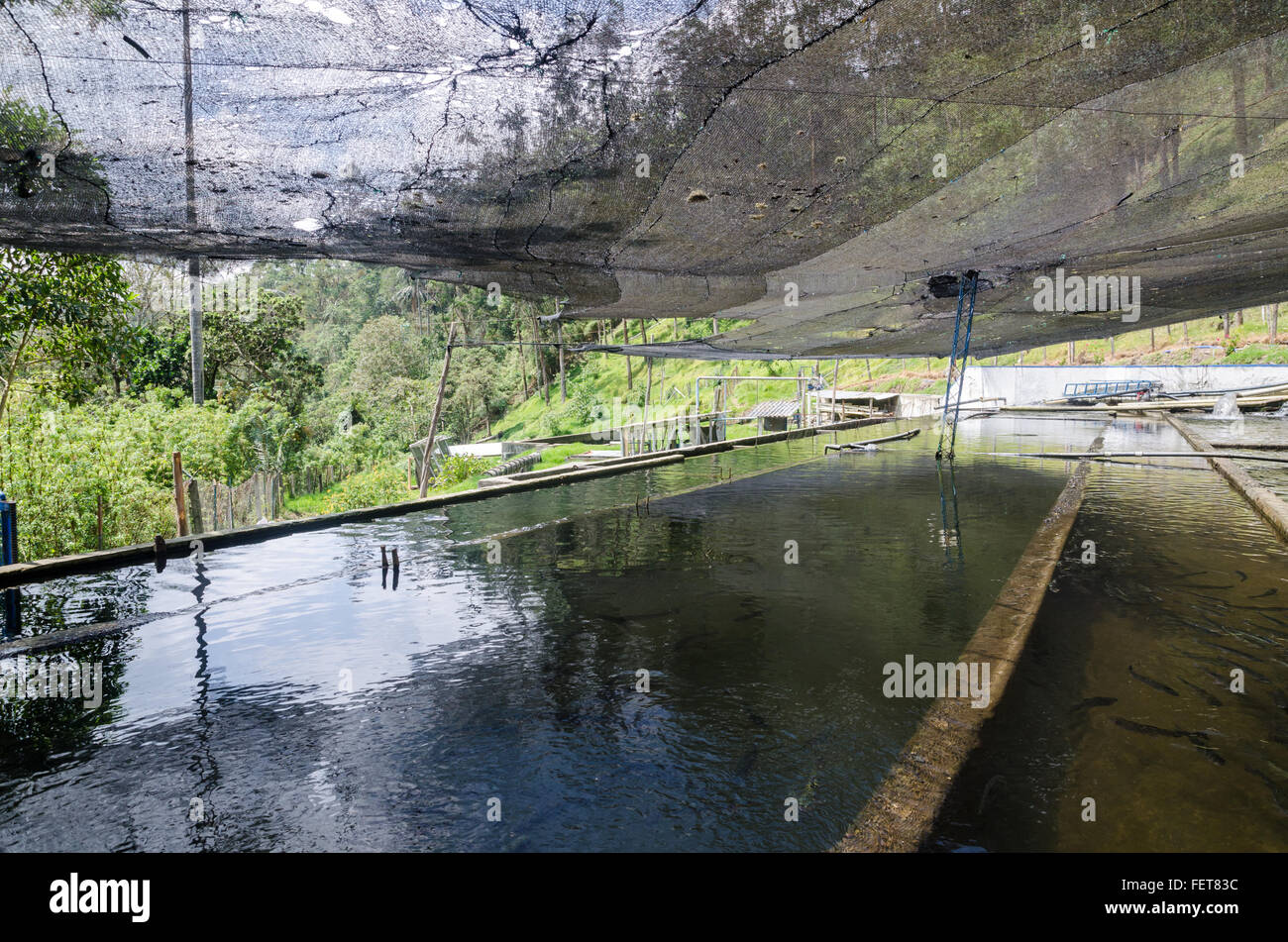 Trout farm colombia hires stock photography and images Alamy
