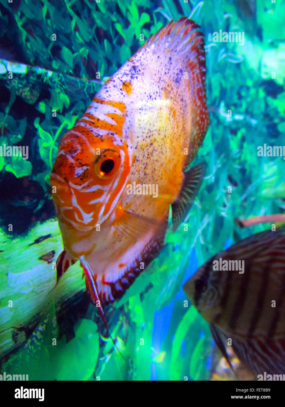 Fish close up discus hires stock photography and images Alamy